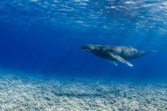 Humpback on the reef! Mo’orea, French Polynesia