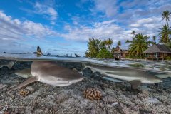 Blacktip reef sharks patrolling the shallows of a reef in French Polynesia.