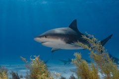 Bull shark cameo at Tiger Beach in the Bahamas.