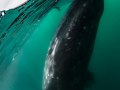 A grey whale gently touches a whale watching boat. Bahía Magdalena, Mexico