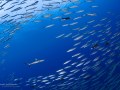 A school of small barracuda makes way for a passing grey reef shark. Rangiroa, French Polynesia