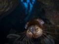 A California sea lion pup just looking extra cute! La Paz, Mexico