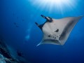 A giant manta ray and diver in La Paz, Mexico.