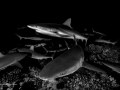 A pack of grey reef shark hunting at night. Fakarava, French Polynesia