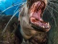 A California sea lion playing with the camera. La Paz, Mexico