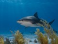 Bull shark cameo at Tiger Beach in the Bahamas.