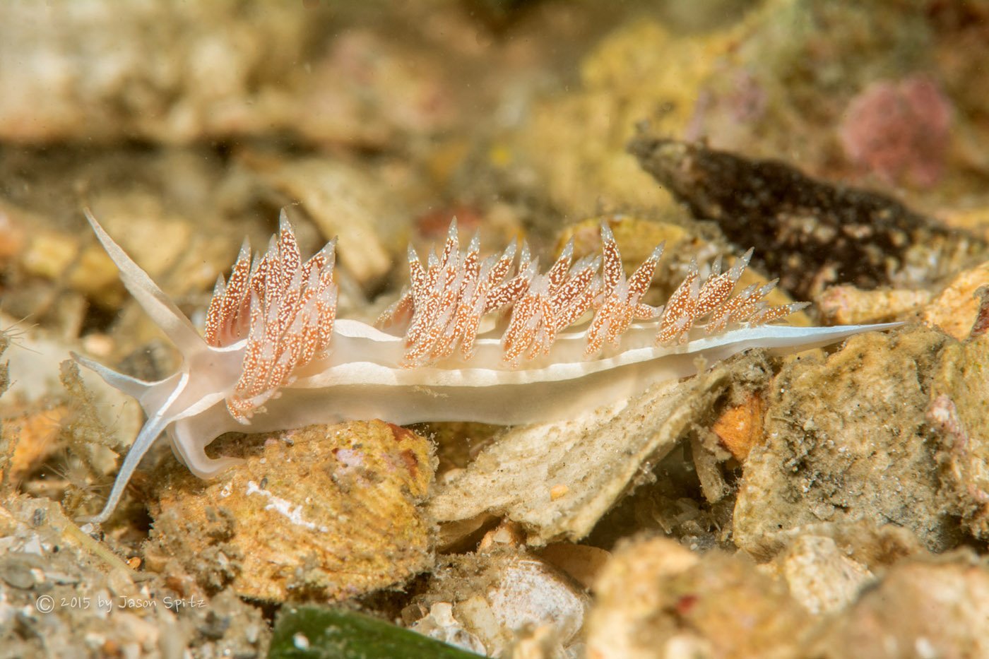 Nudibranch
