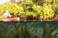 Birth of a Mangrove