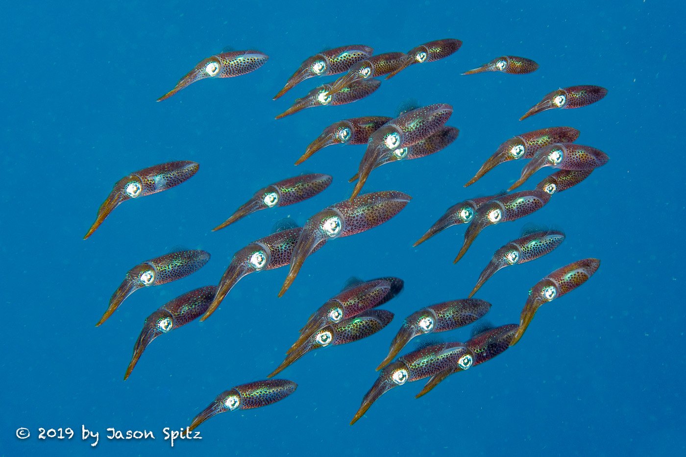 Andrea II, Bonaire