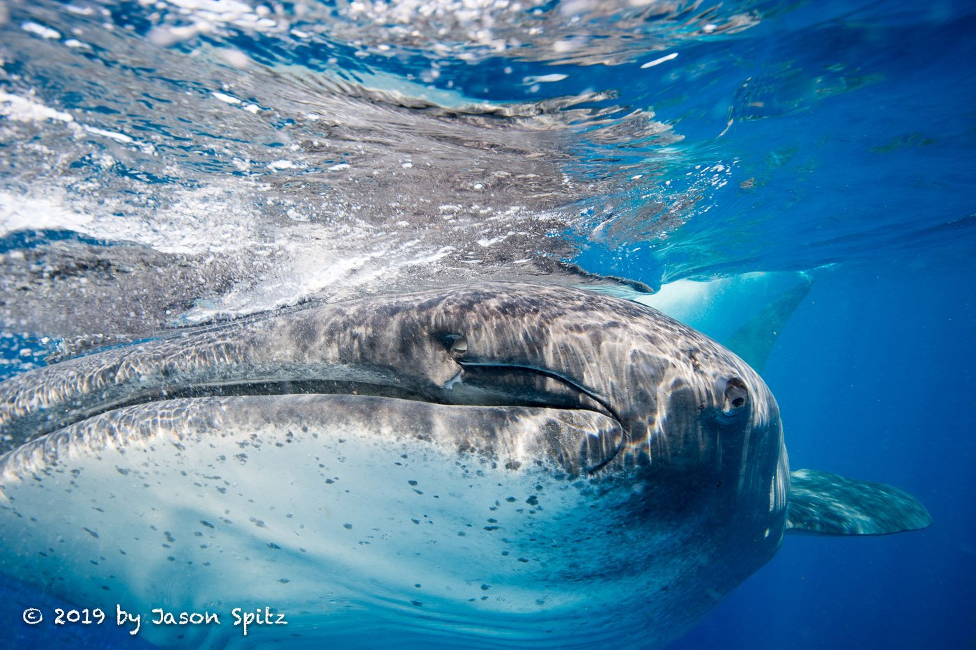 Whale Shark, Isla Mujeres, Mexico