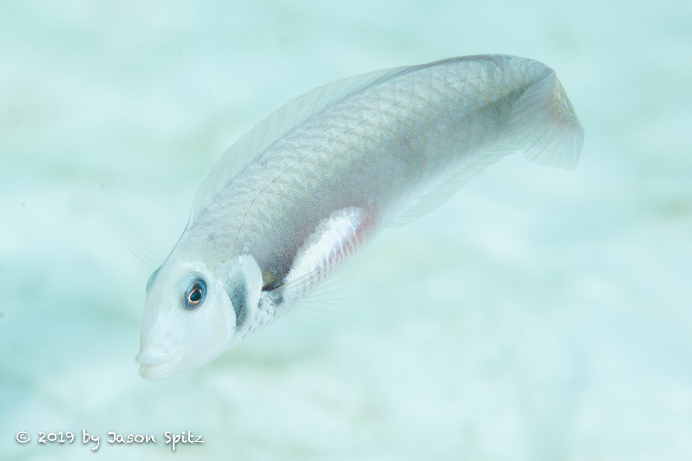 Bonaire