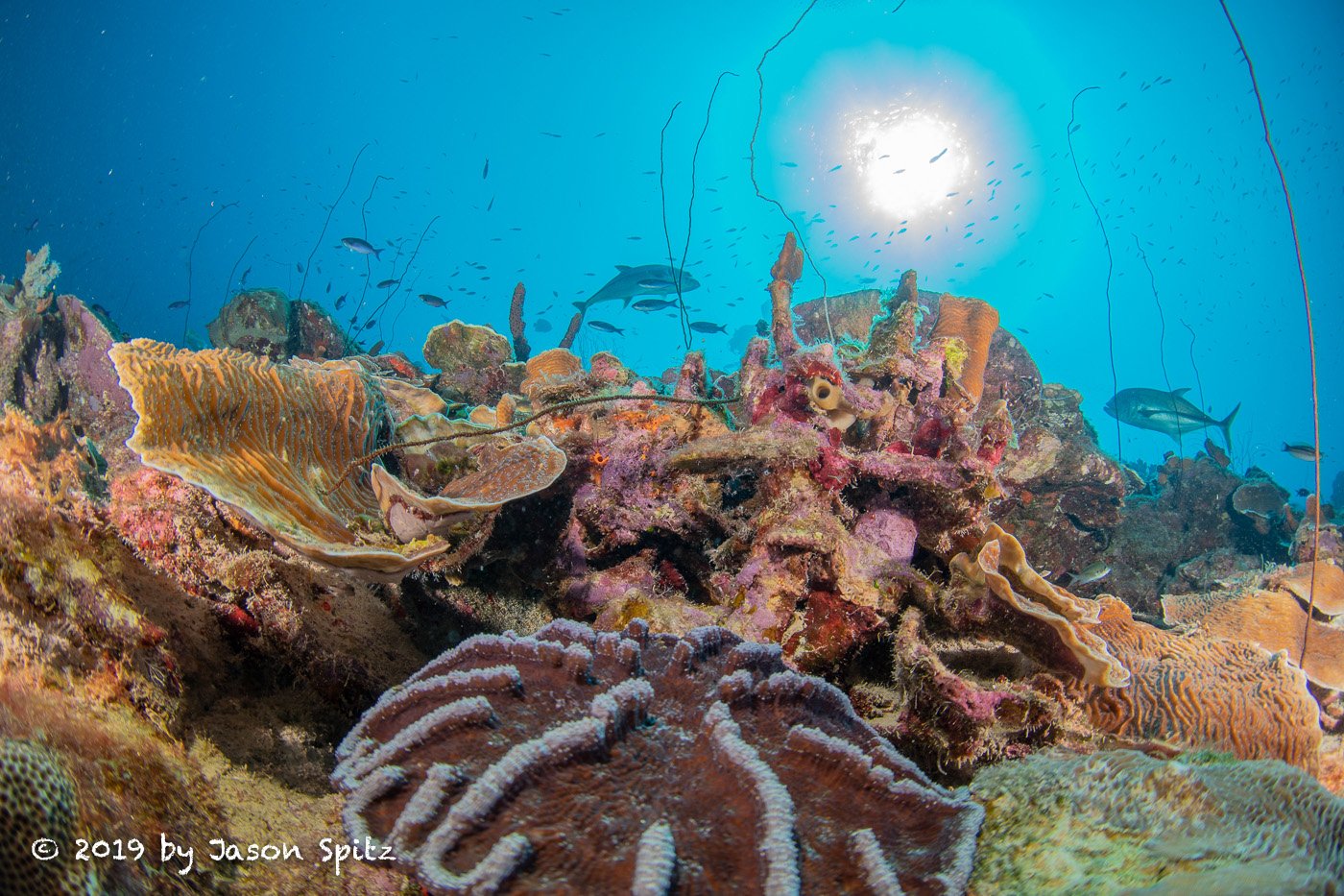 Bonaire