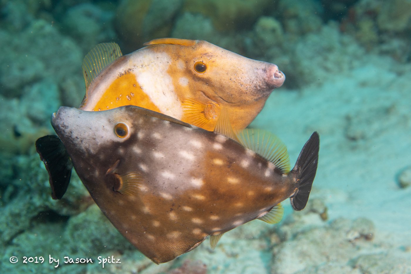 White spotted Filefish