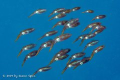 Andrea II, Bonaire