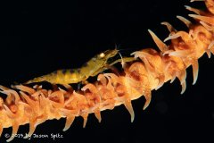 Bonaire