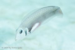 Bonaire
