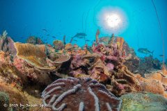 Bonaire