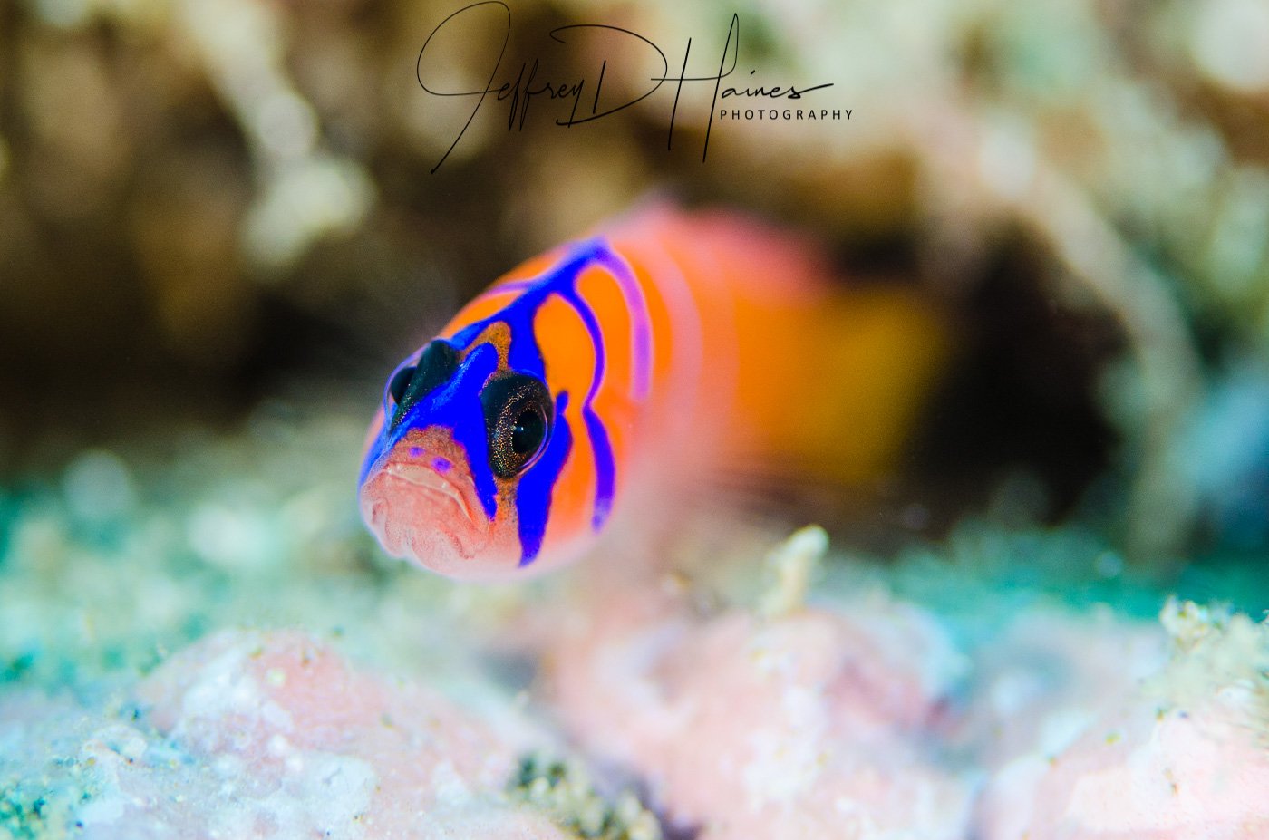 Bluebanded Goby: Catalina Island 2015.