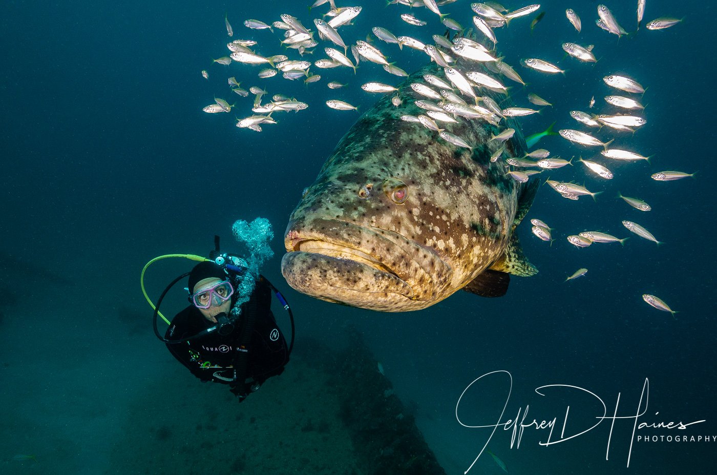 Diver and Goliath: I find divers to be more challenging to photograph well than the fish! This photo needed work with a crop, extensive backscatter removal and getting rid of another photographers camera that intruded into the frame. I only thought it worth the work because of the eye contact between my wife Ann and the Goliath Grouper.