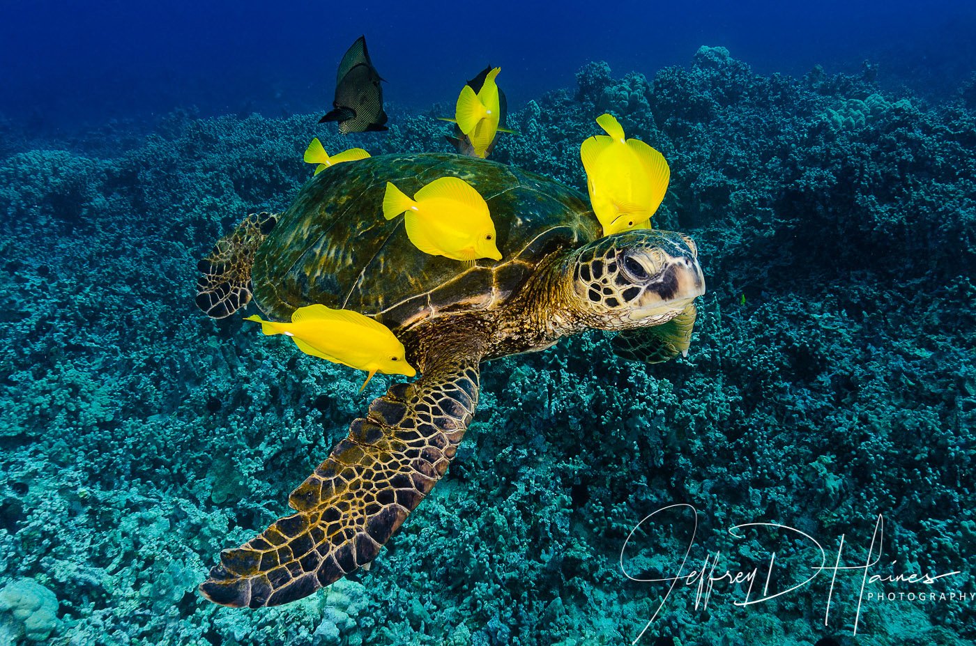 Turtle Cleaning: Could not ask for a better subject!