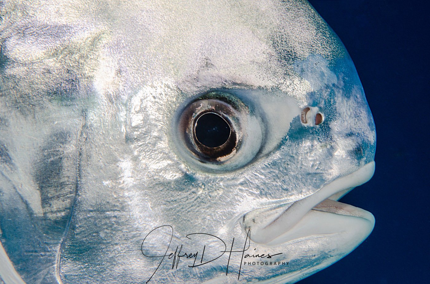 Permit Portrait: I took this photo a few minutes after the Blenny, with the same 105mm lens! I pushed my strobes as far forward as they would go and shot from about 6 feet or so away. This photo is uncropped and only possible in very clear water. Cozumel 2017.