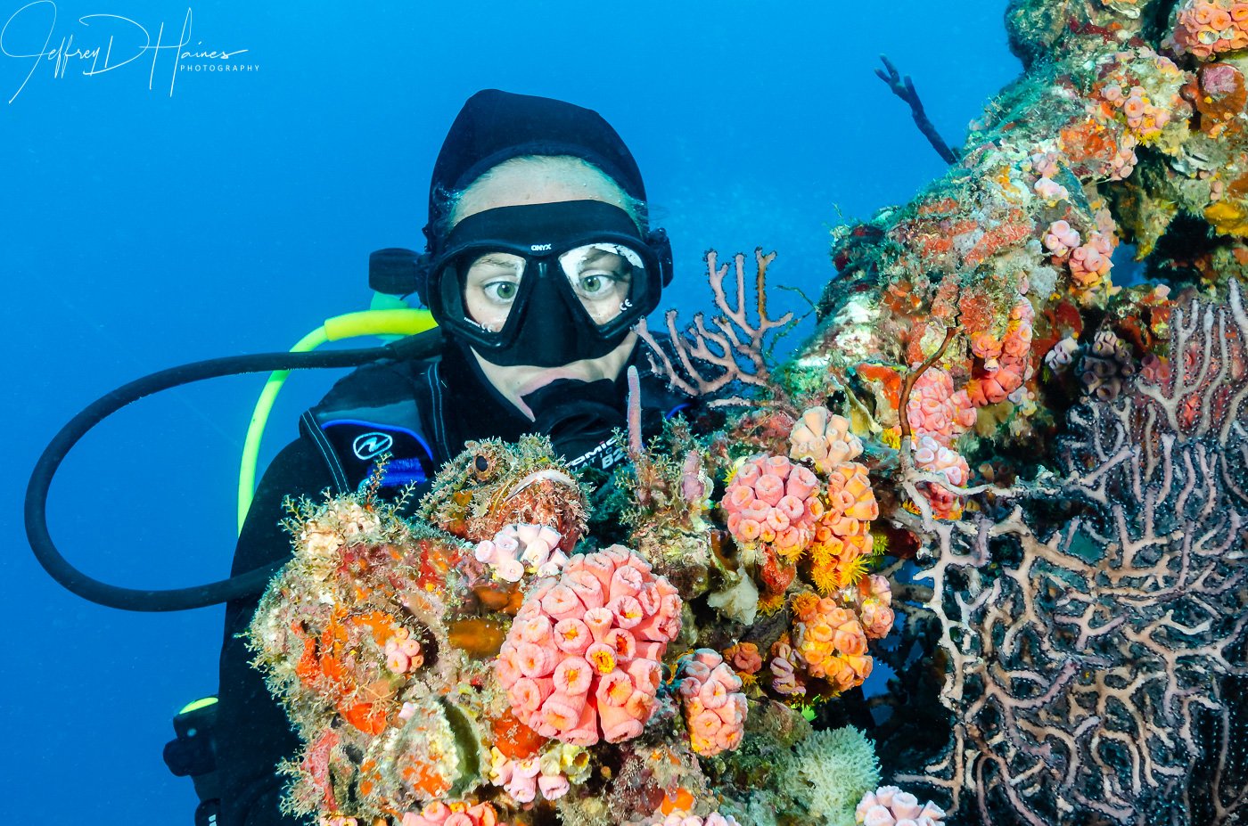 Scorpion on Wreck: It took a couple of passes in the stiff current to set this one up but after a few tries the humans got it right. The Scorpion Fish understood perfectly where she was supposed to be.
