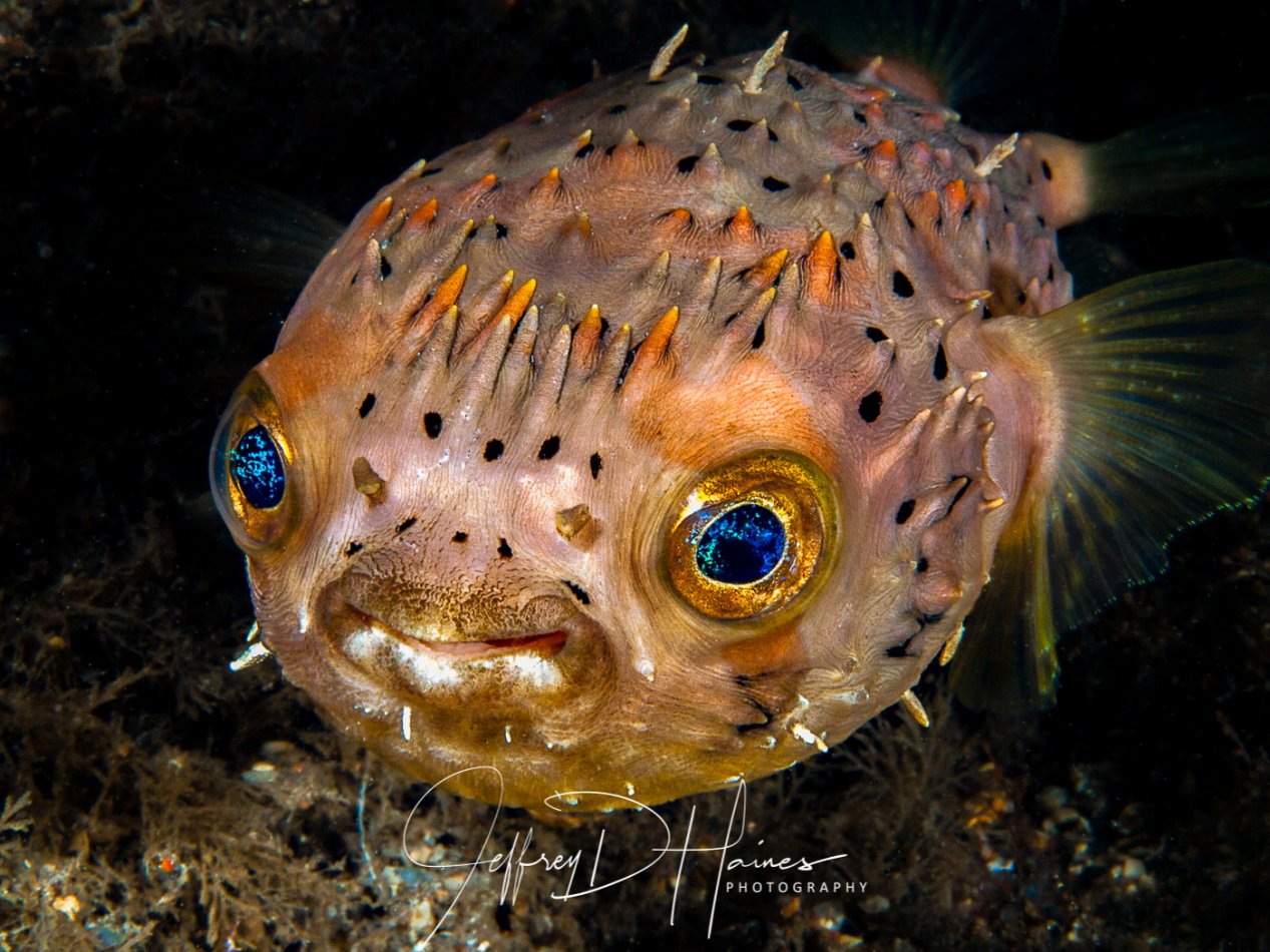 Balloonfish: Tell me more about my eyes. Taken at BHB 2012.