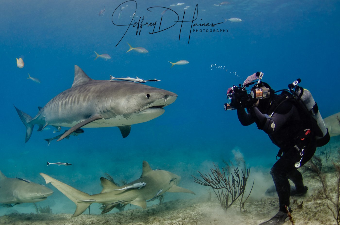Tiger Beach: A super-model demands attention. Tiger Shark at Tiger Beach in the Bahamas.