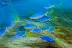 Color of Motion: Extremely strong currents were making photography difficult so I stopped fighting it and tried to capture the swirling action using a rear curtain flash sync and a slow shutter speed. . Blue & Yellow Fusiliers, Fiji 2014.