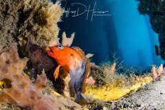 Blenny Love: Close focus wide angle. Hairy Blenny Courting Behavior. The male displays the bright orange-red head and distinct body banding. Blue Heron Bridge May 2017.