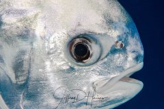 Permit Portrait: I took this photo a few minutes after the Blenny, with the same 105mm lens! I pushed my strobes as far forward as they would go and shot from about 6 feet or so away. This photo is uncropped and only possible in very clear water. Cozumel 2017.