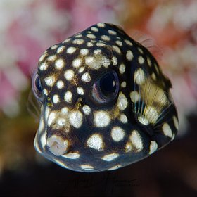 Smooth Trunkfish: Juvenile.  Cozumel 2017.
