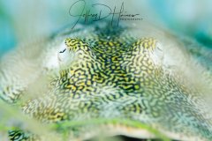 Ray in Grass: A shallow depth of field allowed me to focus on the eyes through a small gap in the seagrass.  Cozumel 2017