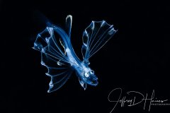 Tripod Fish: One of my successful blackwater images. I am never really sure what I get on these dives until after view the images on my computer.  Riviera Beach, Florida 2018.