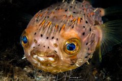 Balloonfish: Tell me more about my eyes. Taken at BHB 2012.