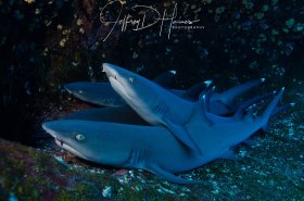 Whitetip Pile:  Roca Partita, Revillagigedo Islands Mexico 2013.