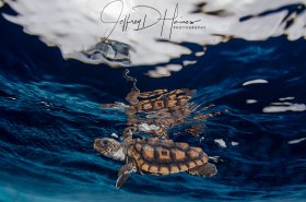 Release: A baby loggerhead’s 1st ocean swim after being given a lift to open water.