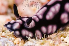7_Nudi Portrait.
