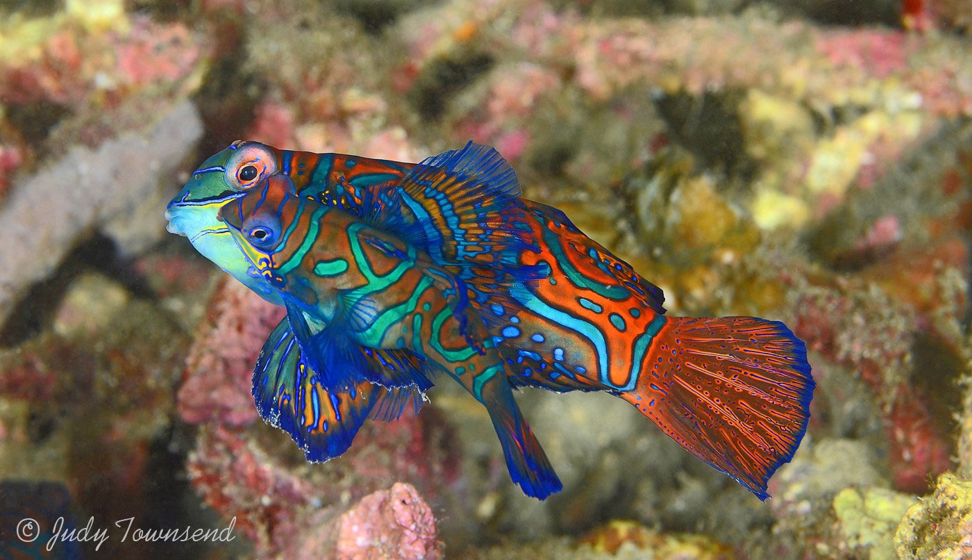 Mating Mandarinfish, Lembeh Strait, Indonesia