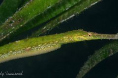 Pipefish with Eggs, Lembeh Strait, Indonesia