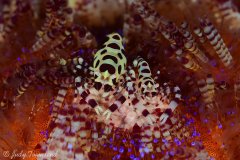 Coleman Shrimp, Lembeh Strait, Indonesia