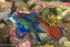 Mating Mandarinfish, Lembeh Strait, Indonesia