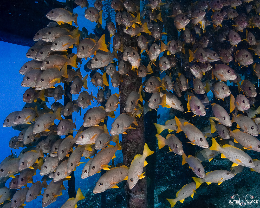 2024_01_French_Polynesia_Fakarava_UW_1032-2-Edit