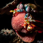 2022_04_Philippines_Anilao_UW_398