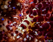 2022_04_Philippines_Anilao_UW_446-Edit