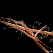 2022_04_Philippines_Anilao_UW_517-Edit-2
