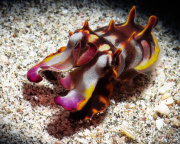 2022_04_Philippines_Anilao_UW_530-Edit-2