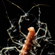 2022_04_Philippines_Anilao_UW_564-Edit-2