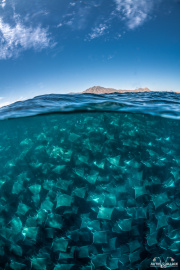 2022_05_Mexico_LaPaz_UW_58-Edit