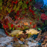 2022_11_Mexico_Cozumel_UW_40
